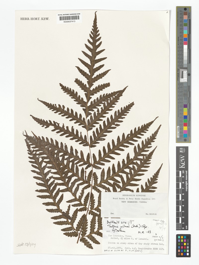 Tectaria hookeri photo 4