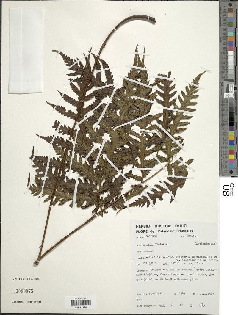Tectaria hymenodes