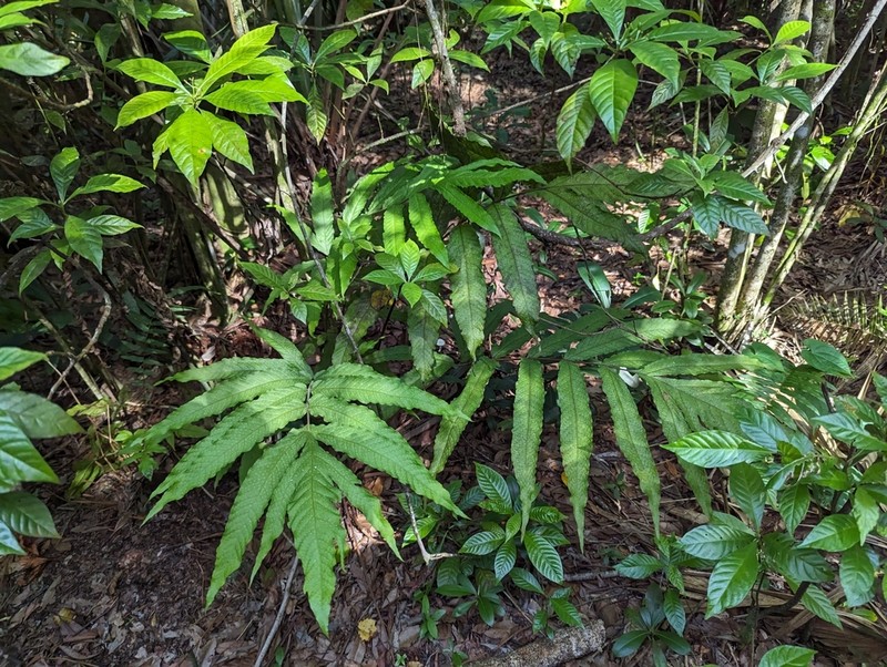 Incised Halberd Fern