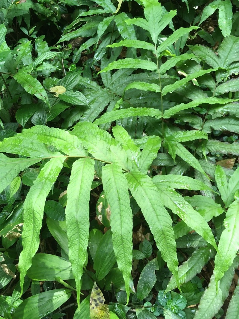 Incised Halberd Fern photo 2