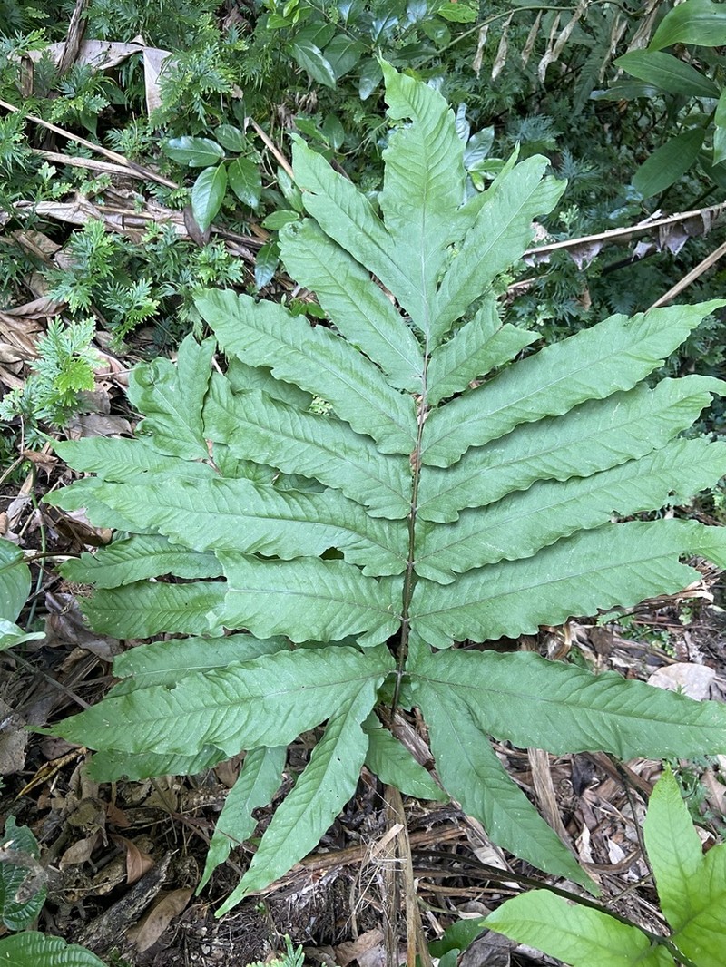 Incised Halberd Fern photo 3