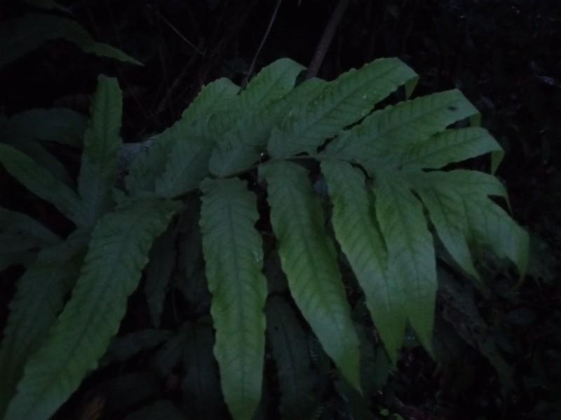 Incised Halberd Fern photo 4
