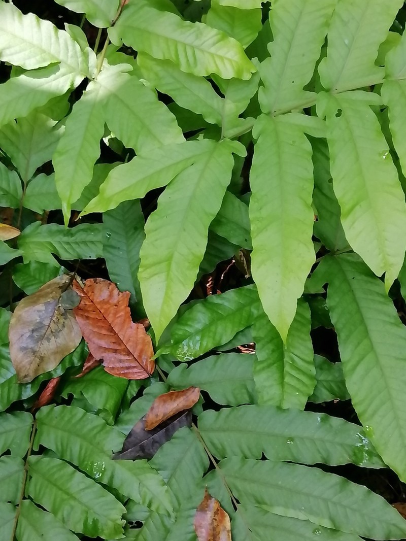 Incised Halberd Fern photo 5