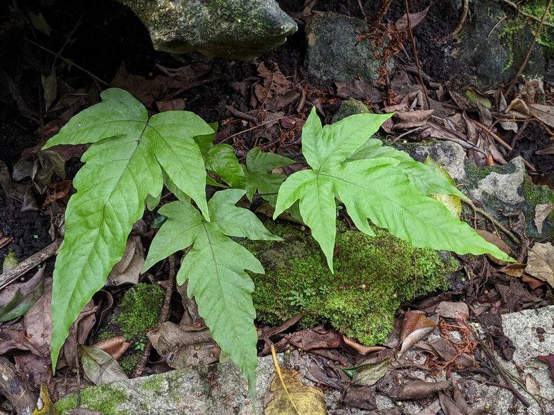 Incised Halberd Fern photo 6