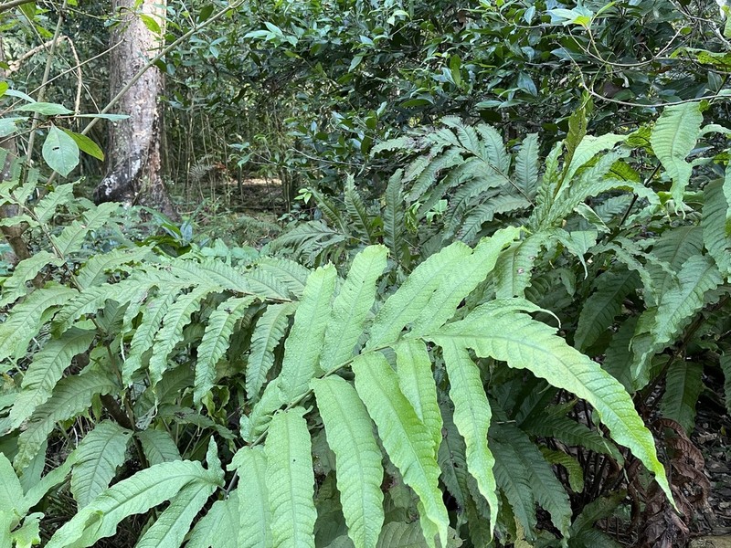 Incised Halberd Fern photo 7