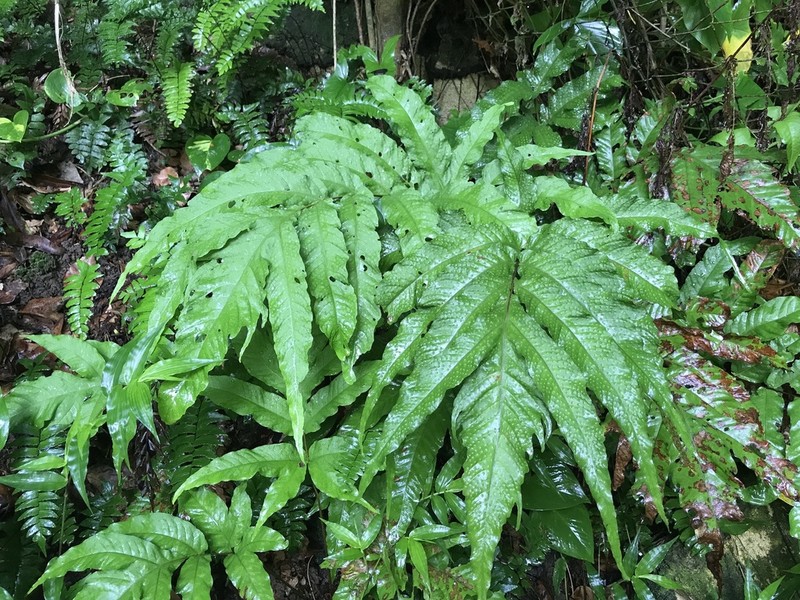 Incised Halberd Fern photo 8