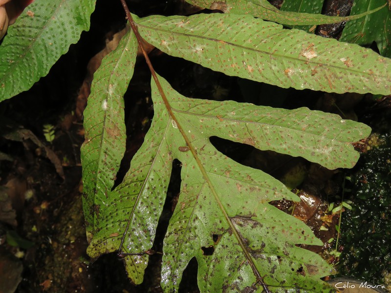 Tectaria incisa f. incisa