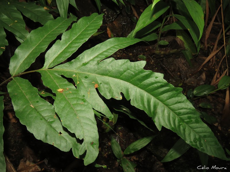 Tectaria incisa f. incisa photo 2