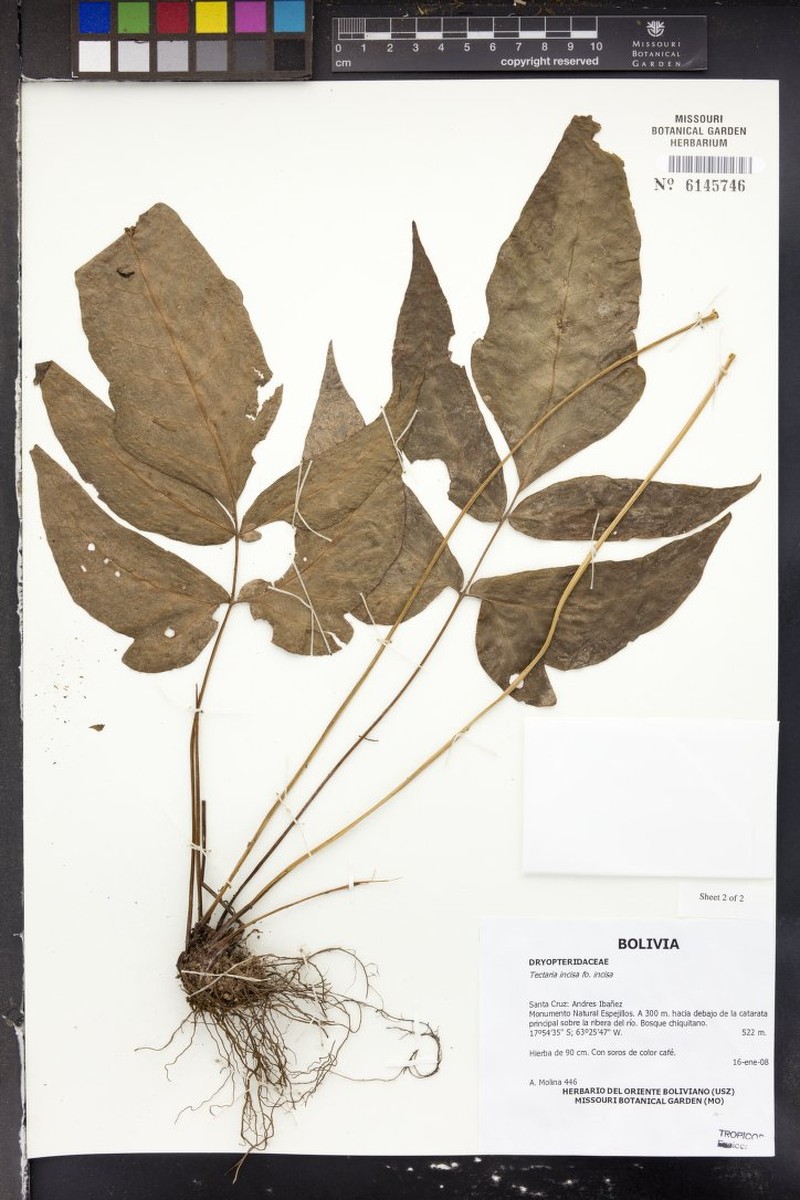 Tectaria incisa f. incisa photo 3