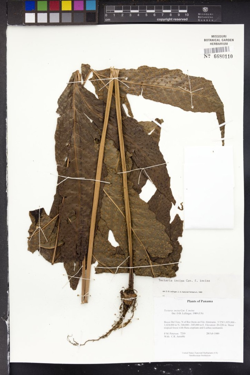 Tectaria incisa f. incisa photo 4