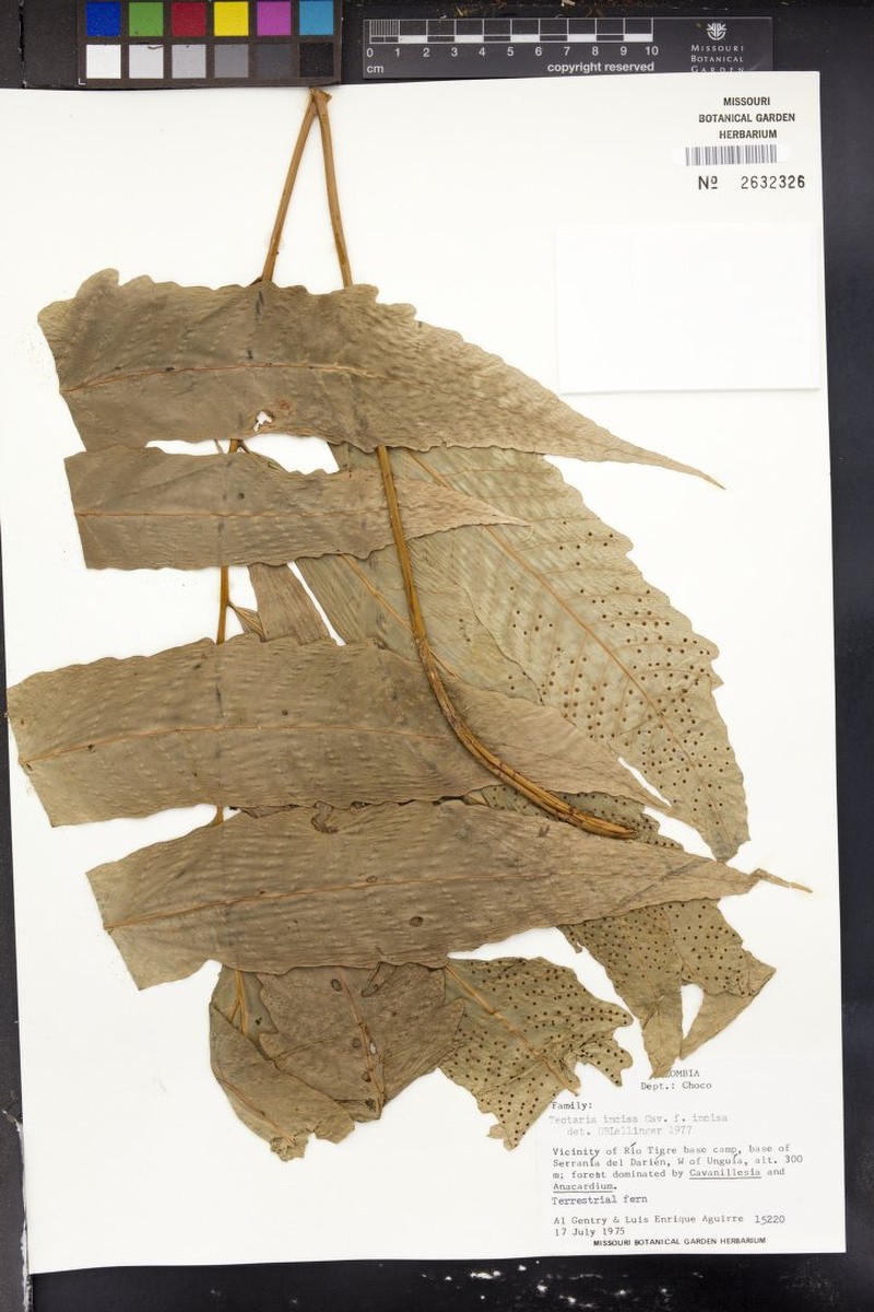 Tectaria incisa f. incisa photo 5