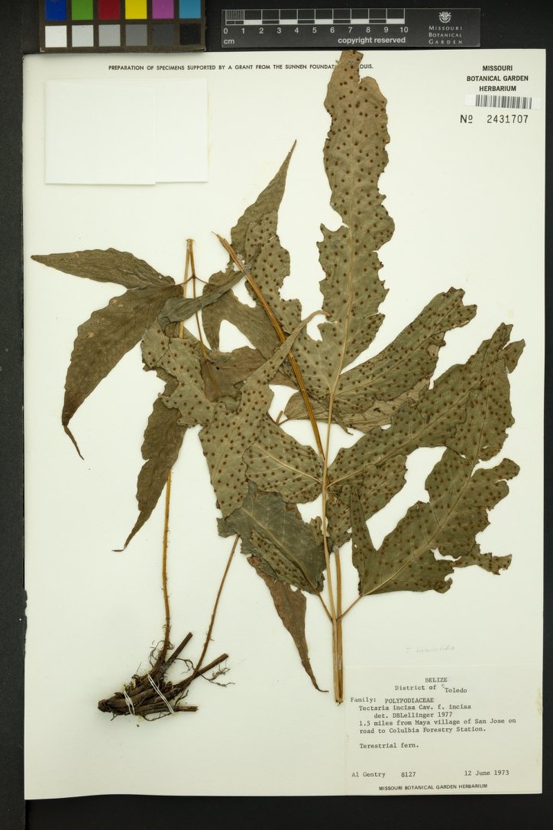 Tectaria incisa f. incisa photo 6