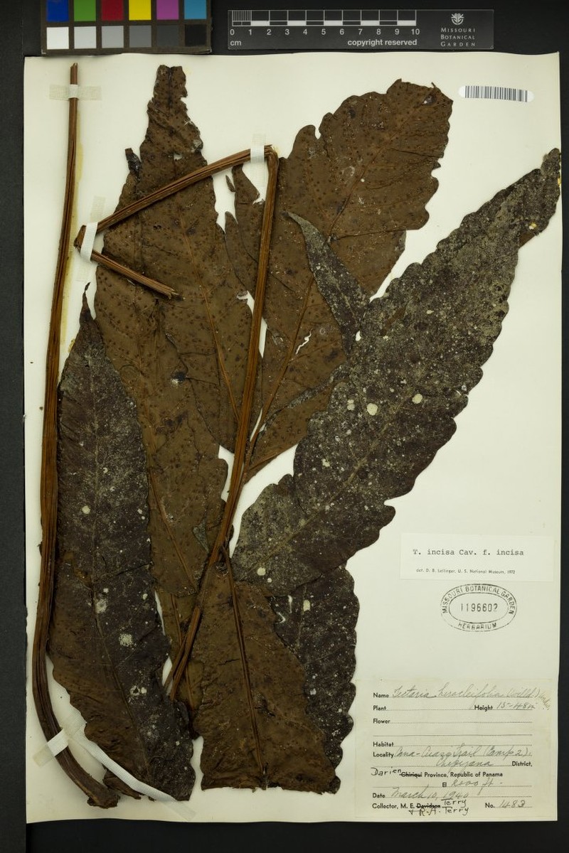 Tectaria incisa f. incisa photo 7