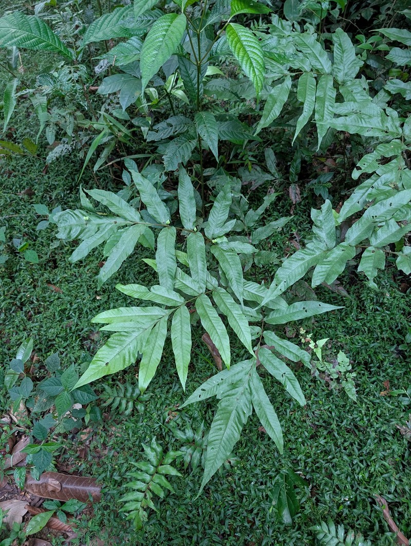 Tectaria incisa f. vivipara