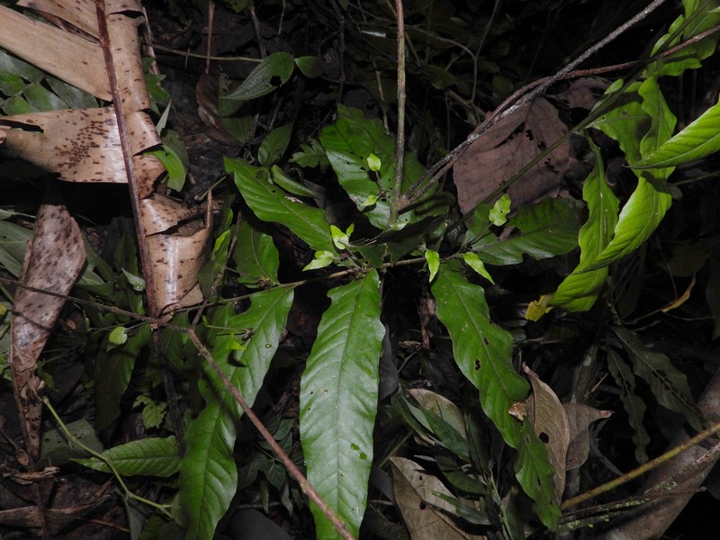 Tectaria incisa f. vivipara photo 2