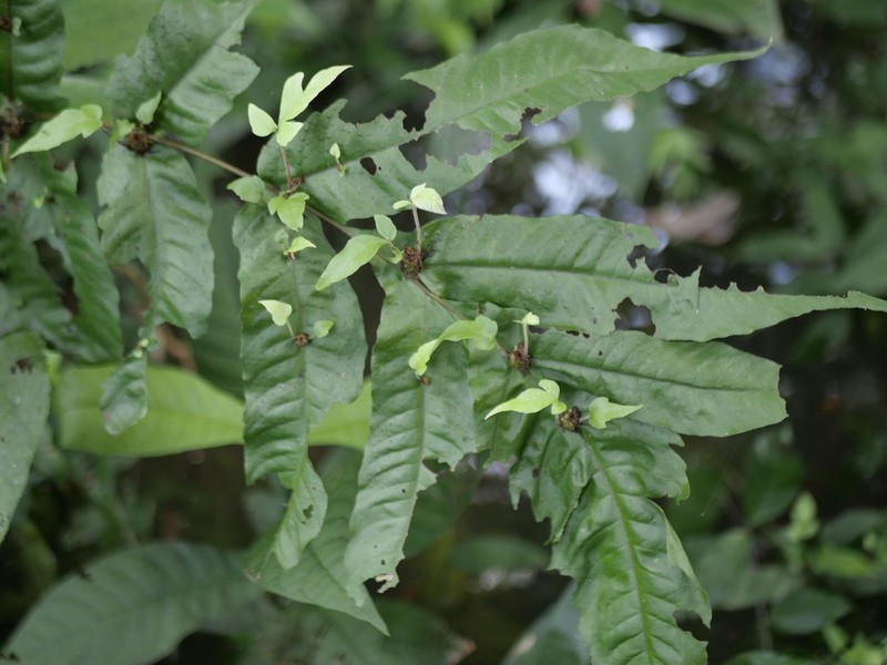 Tectaria incisa f. vivipara photo 3