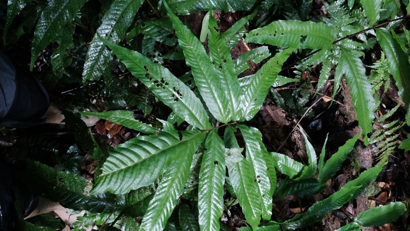 Tectaria incisa f. vivipara photo 4
