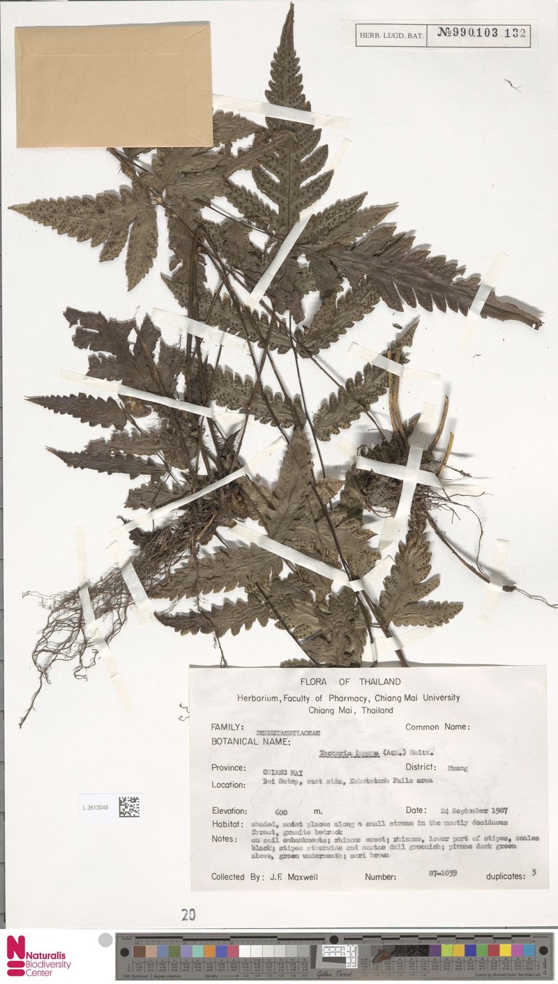 Tectaria ingens