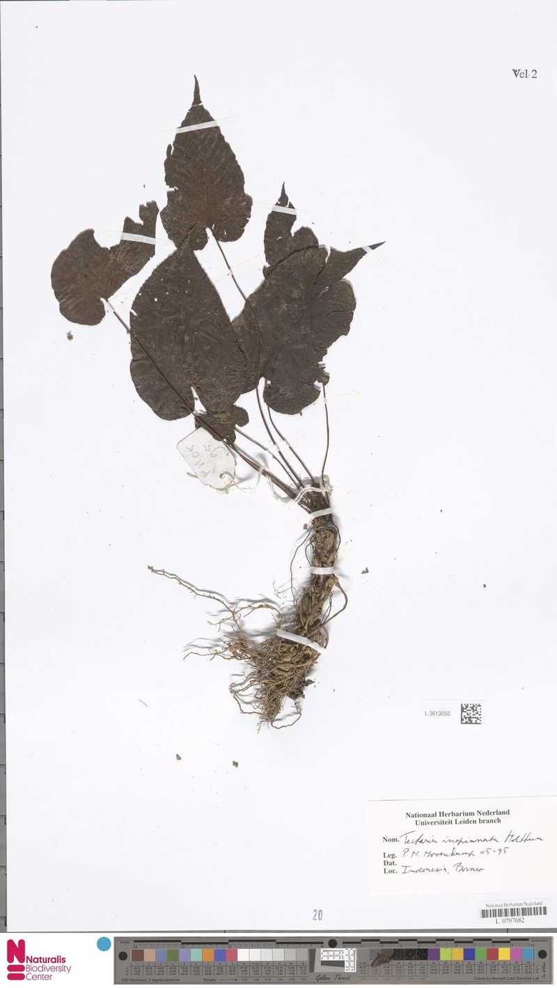 Tectaria inopinata