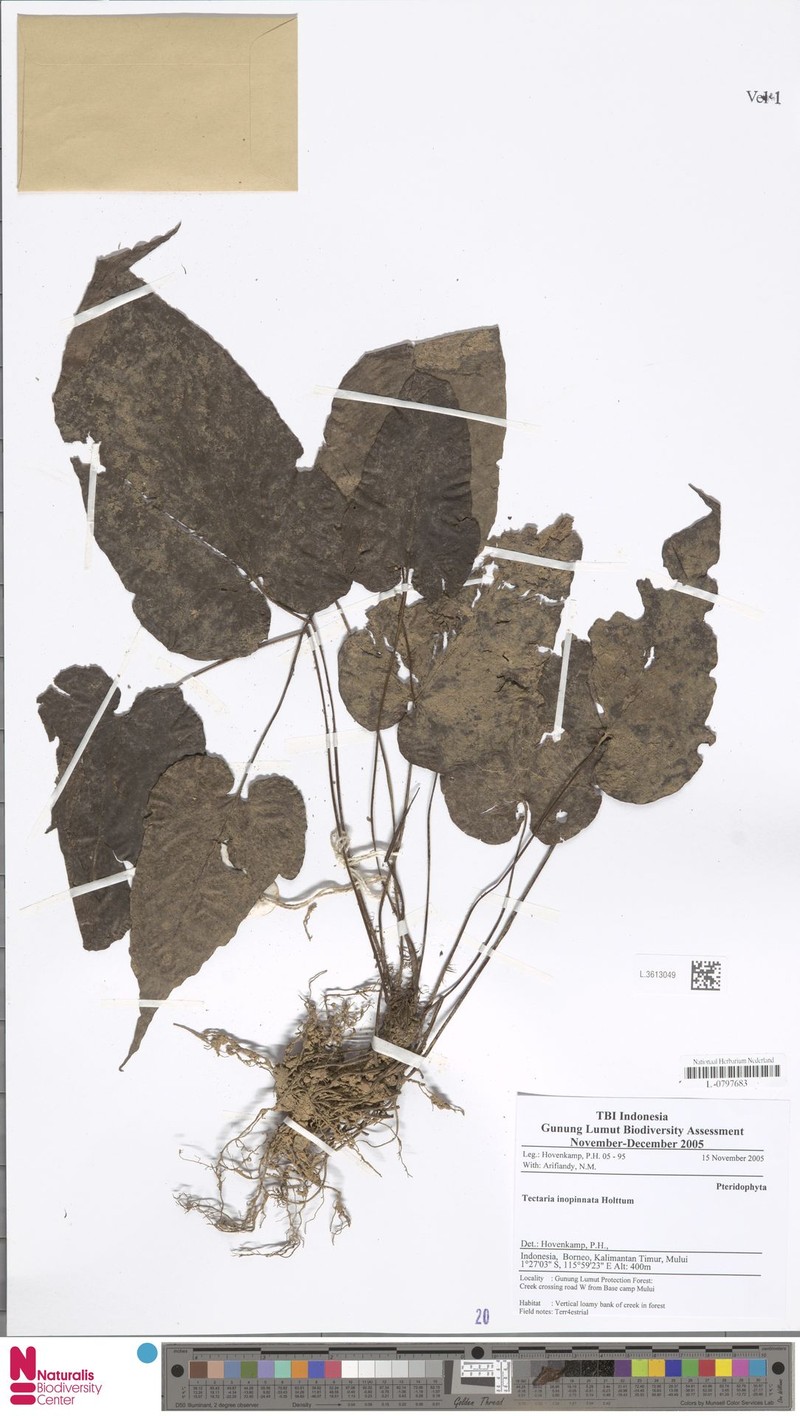 Tectaria inopinata photo 2
