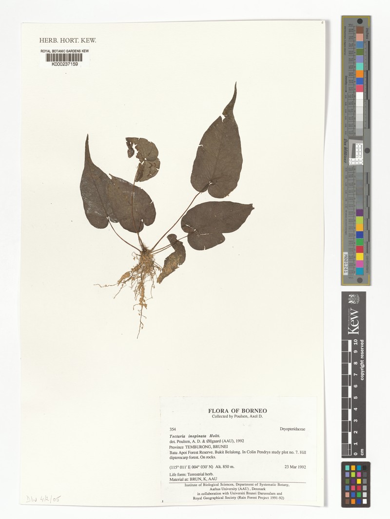 Tectaria inopinata photo 4