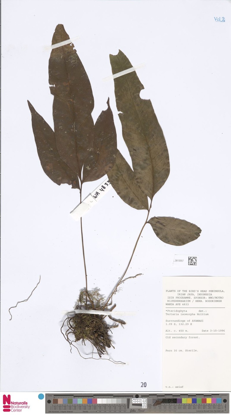 Tectaria isomorpha
