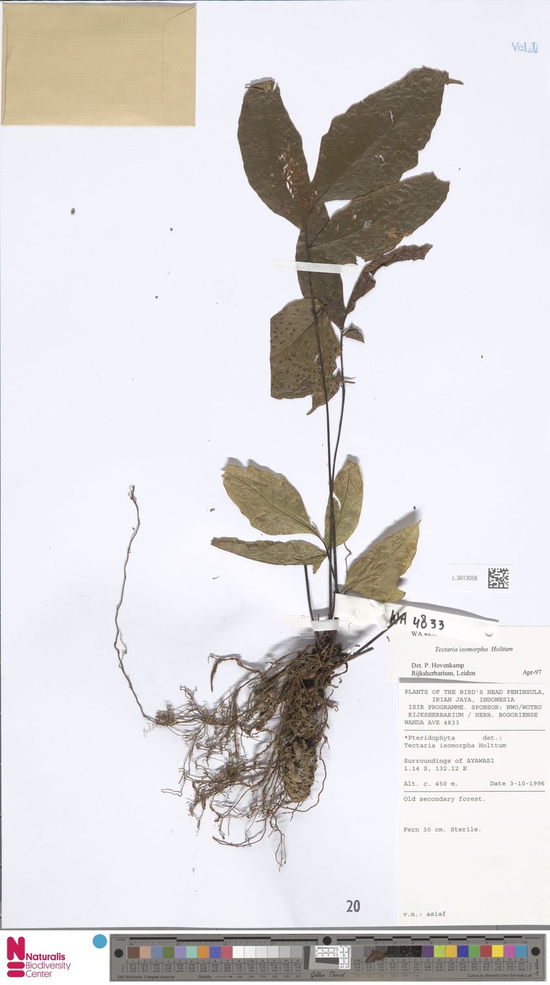 Tectaria isomorpha photo 2