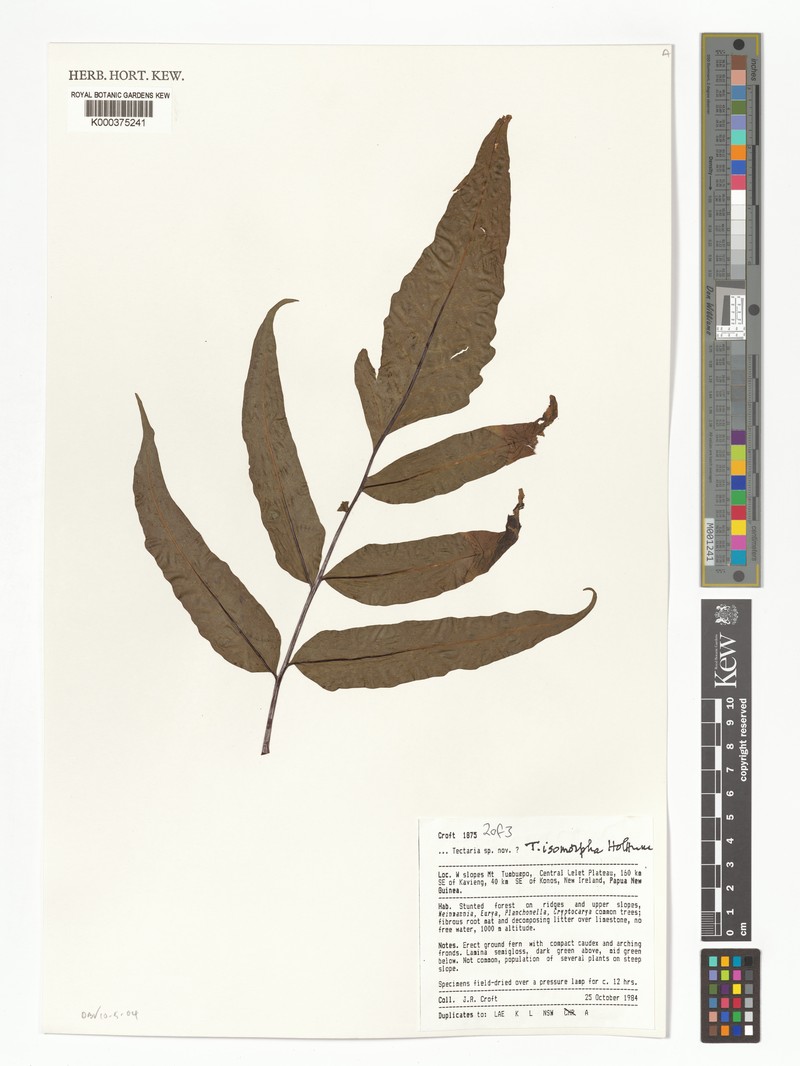 Tectaria isomorpha photo 4