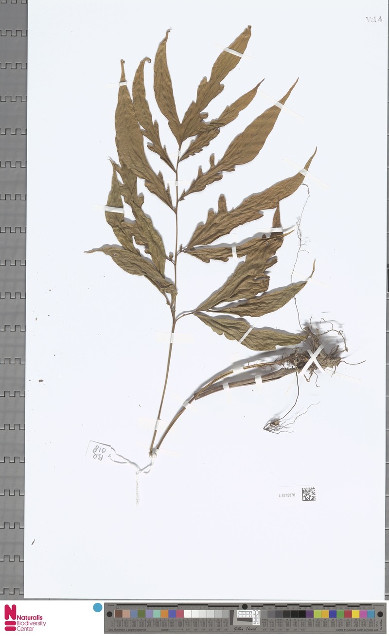 Tectaria jacobsii