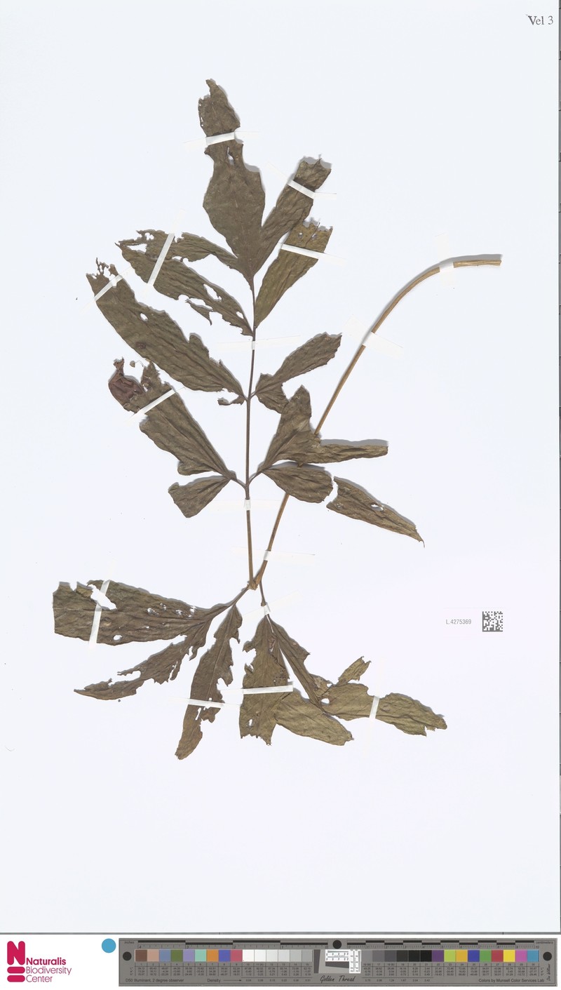 Tectaria jacobsii photo 2