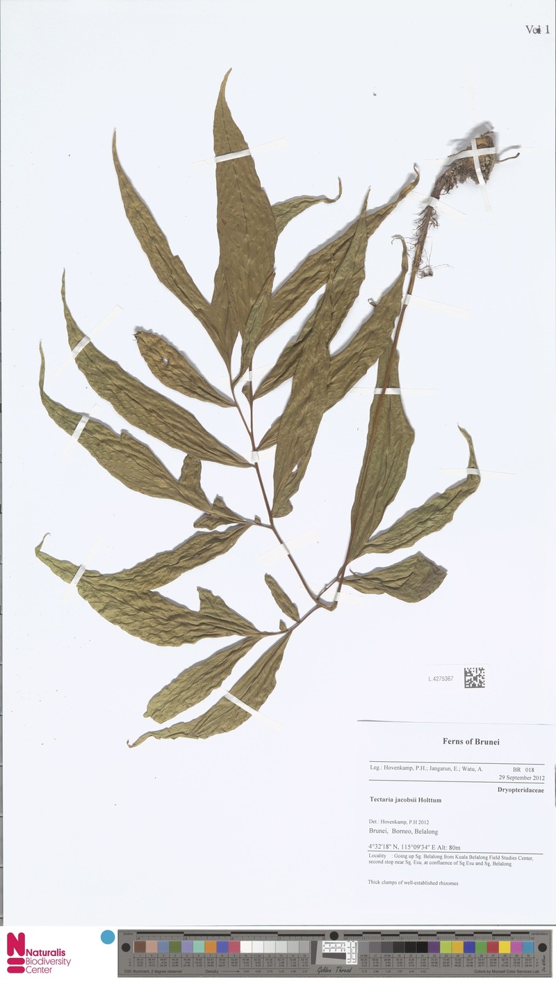 Tectaria jacobsii photo 3