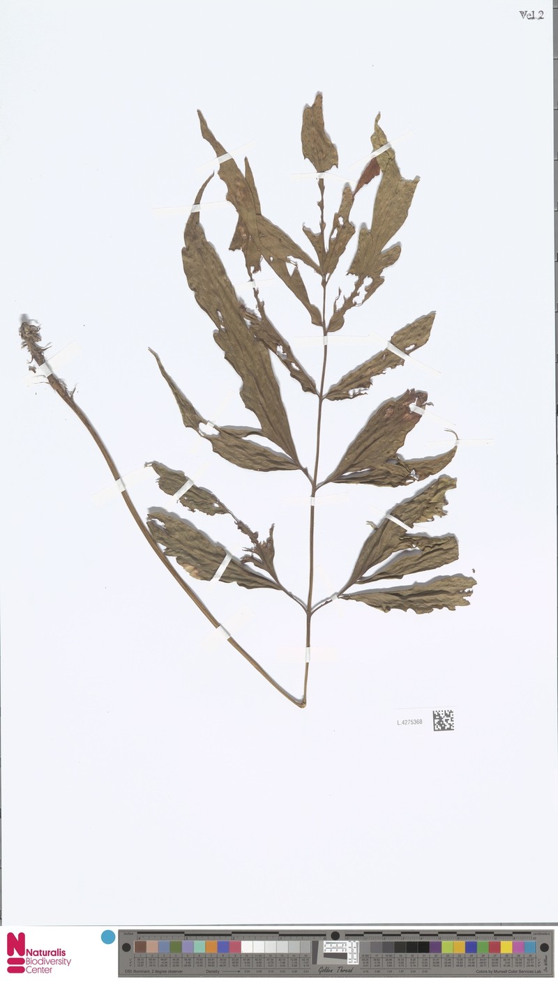 Tectaria jacobsii photo 4