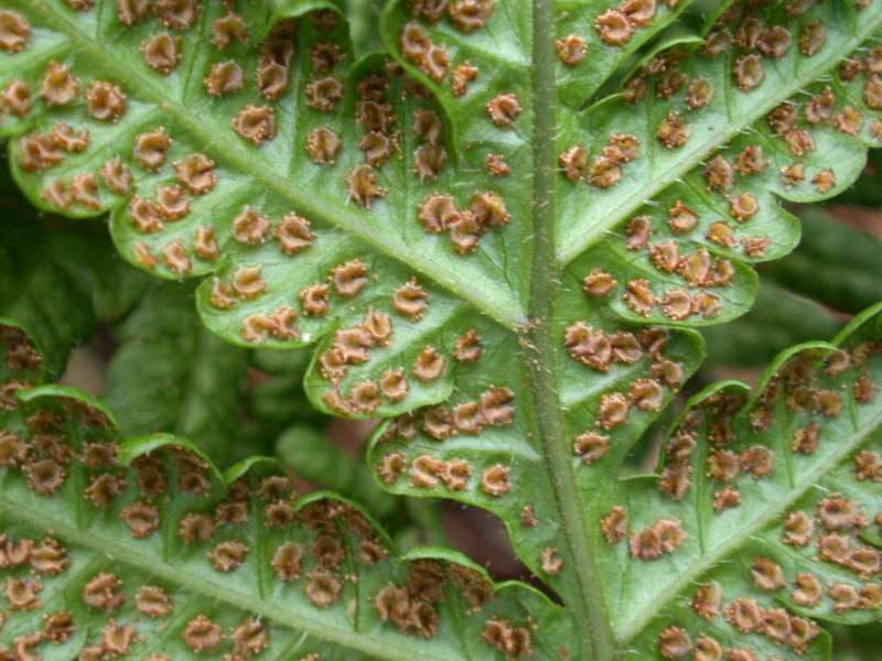 Tectaria jardinii
