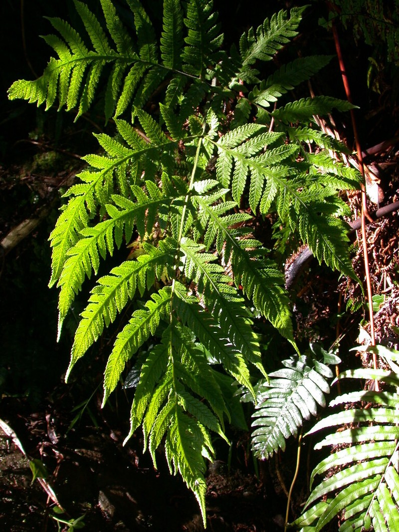 Tectaria jardinii photo 5