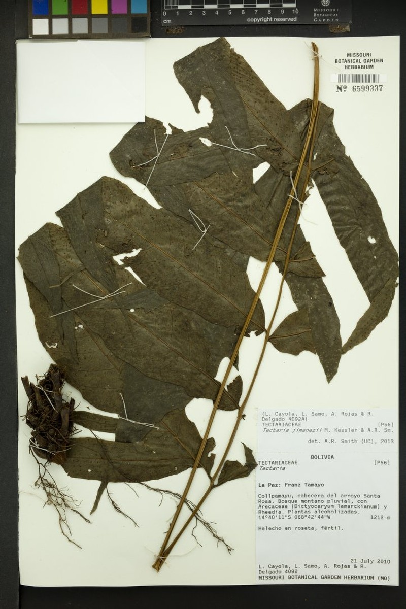 Tectaria jimenezii