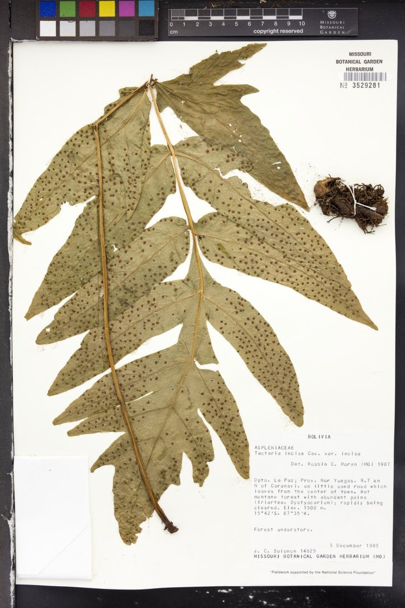 Tectaria jimenezii photo 2
