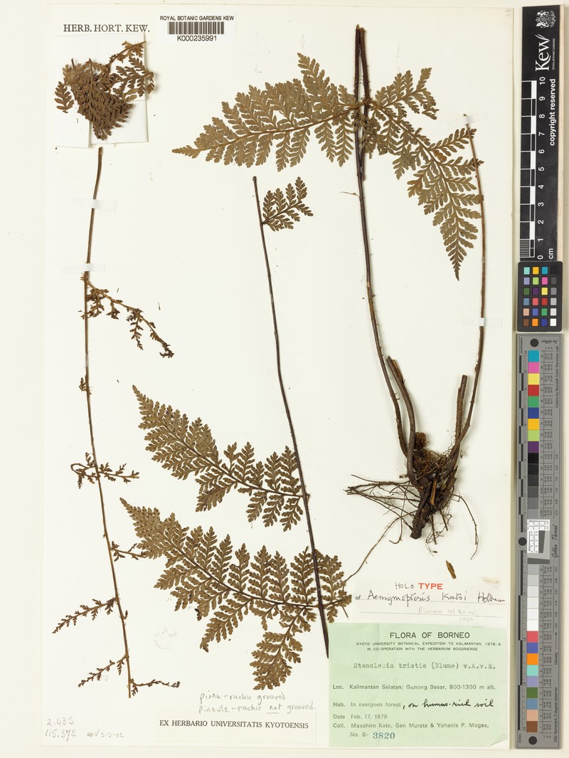 Tectaria katoi