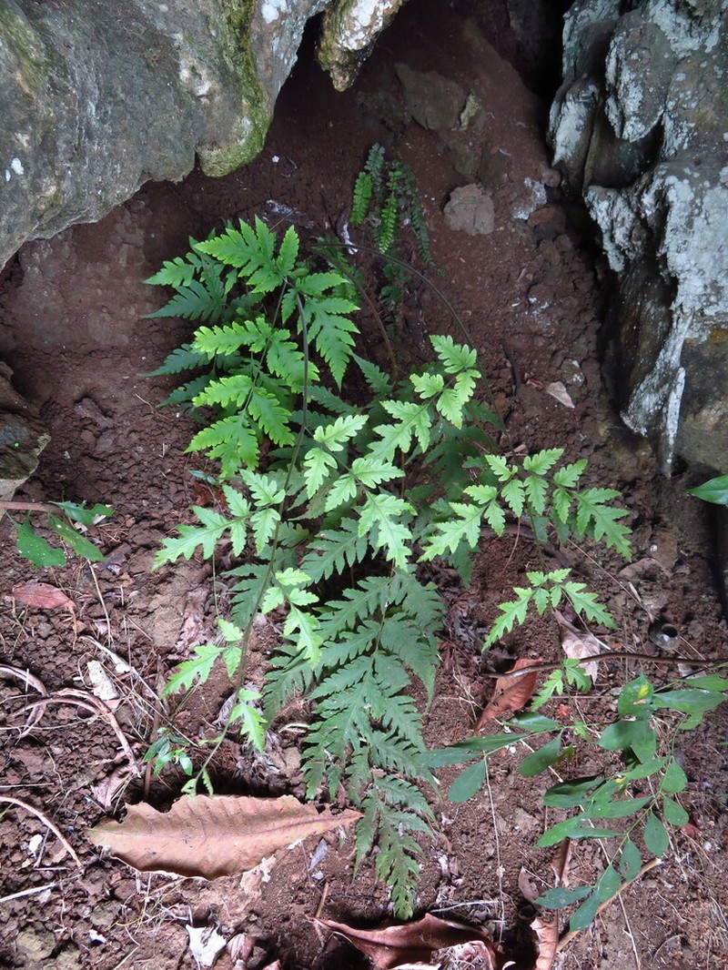 Tectaria keckii