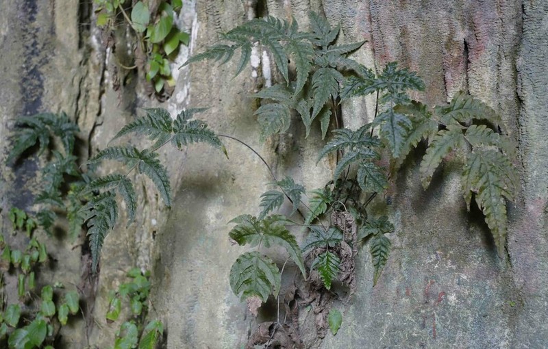 Tectaria keckii photo 3