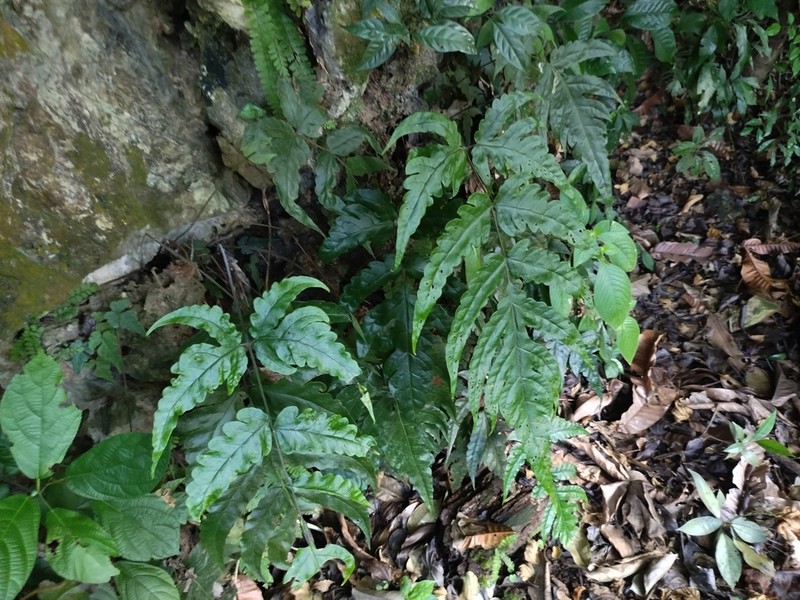 Tectaria keckii photo 5