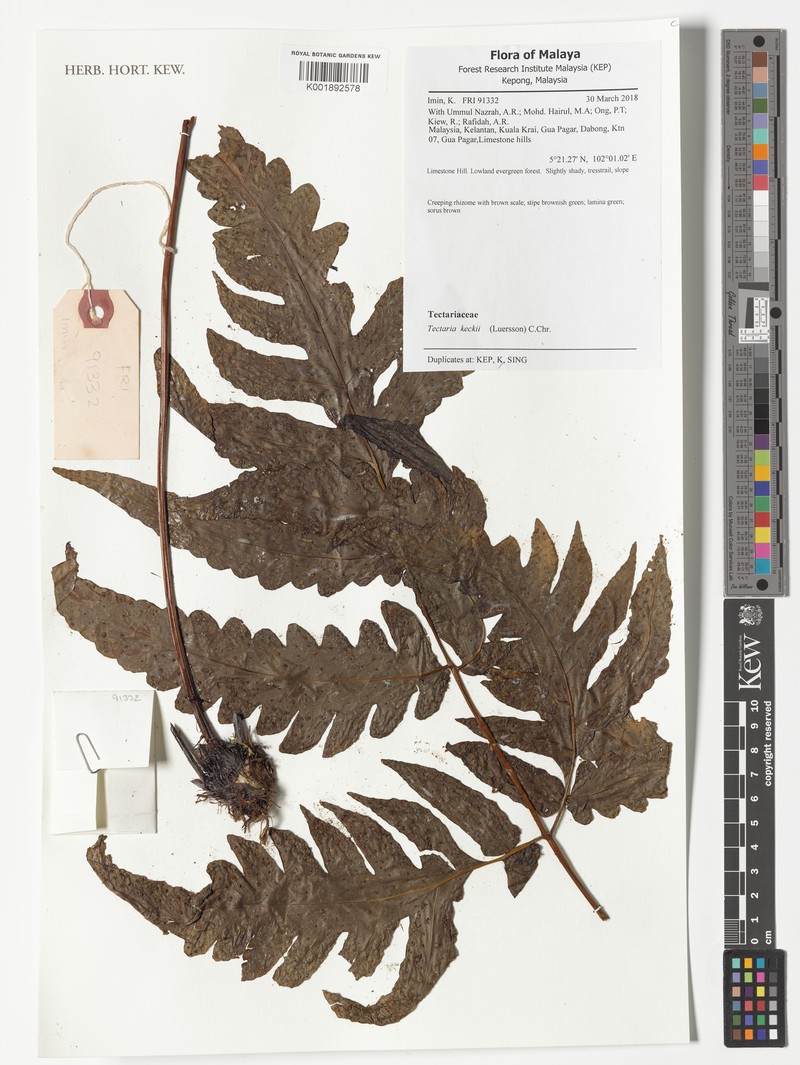Tectaria keckii photo 6