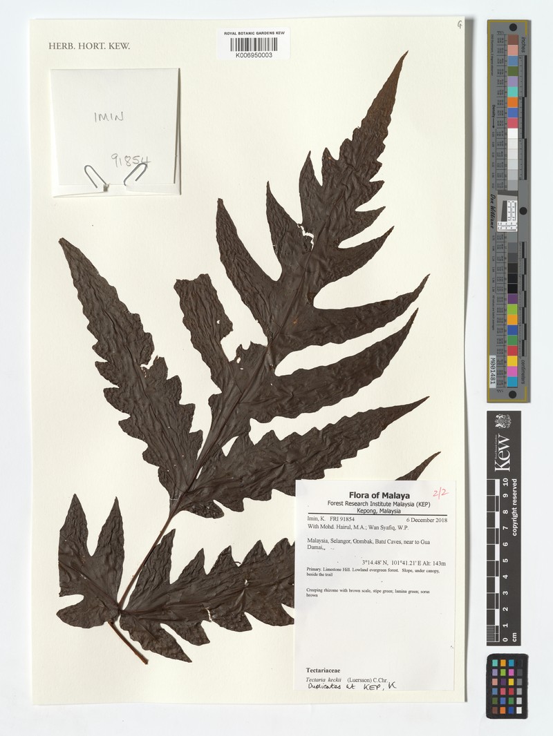 Tectaria keckii photo 8