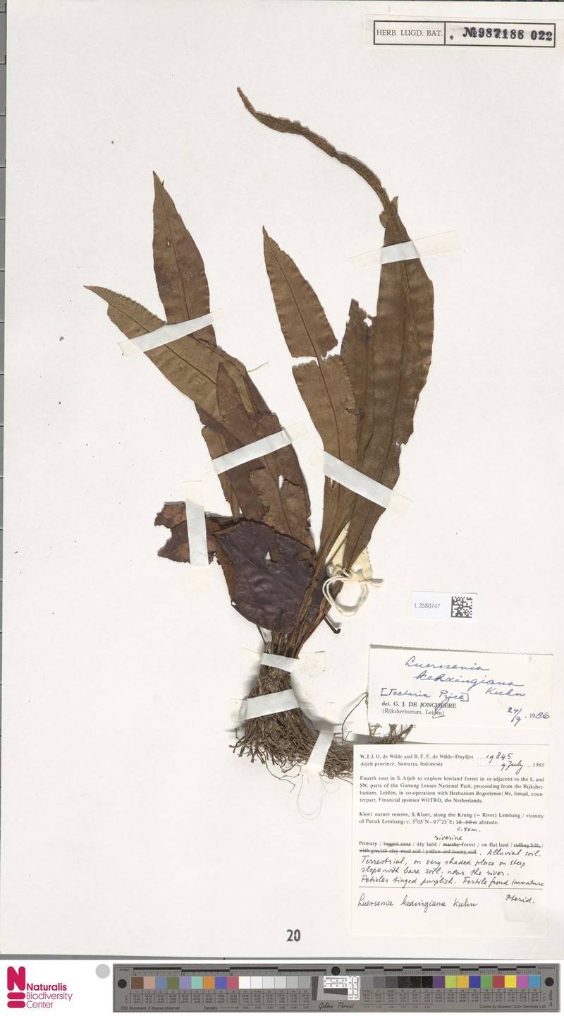 Tectaria kehdingiana