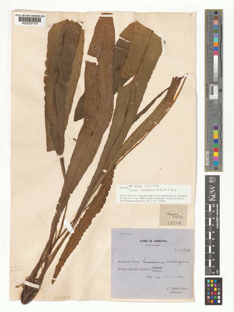 Tectaria kehdingiana photo 3