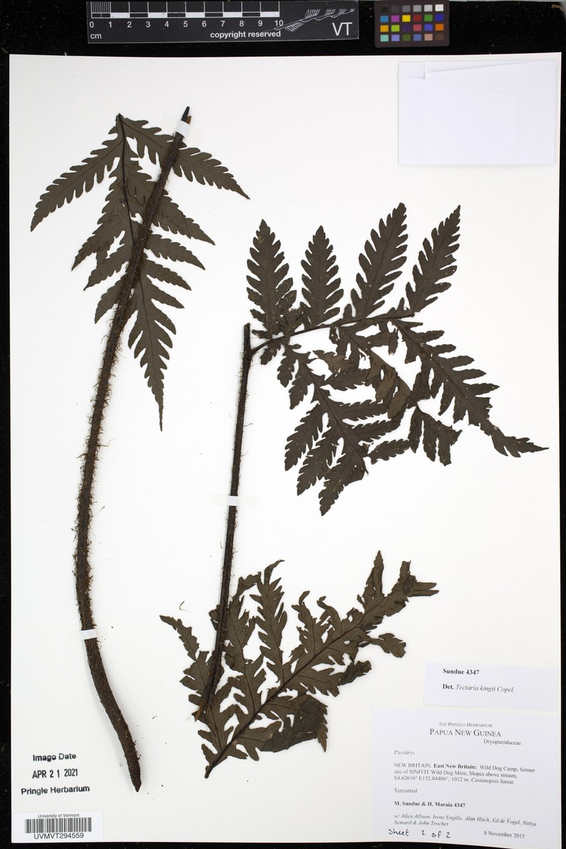 Tectaria kingii