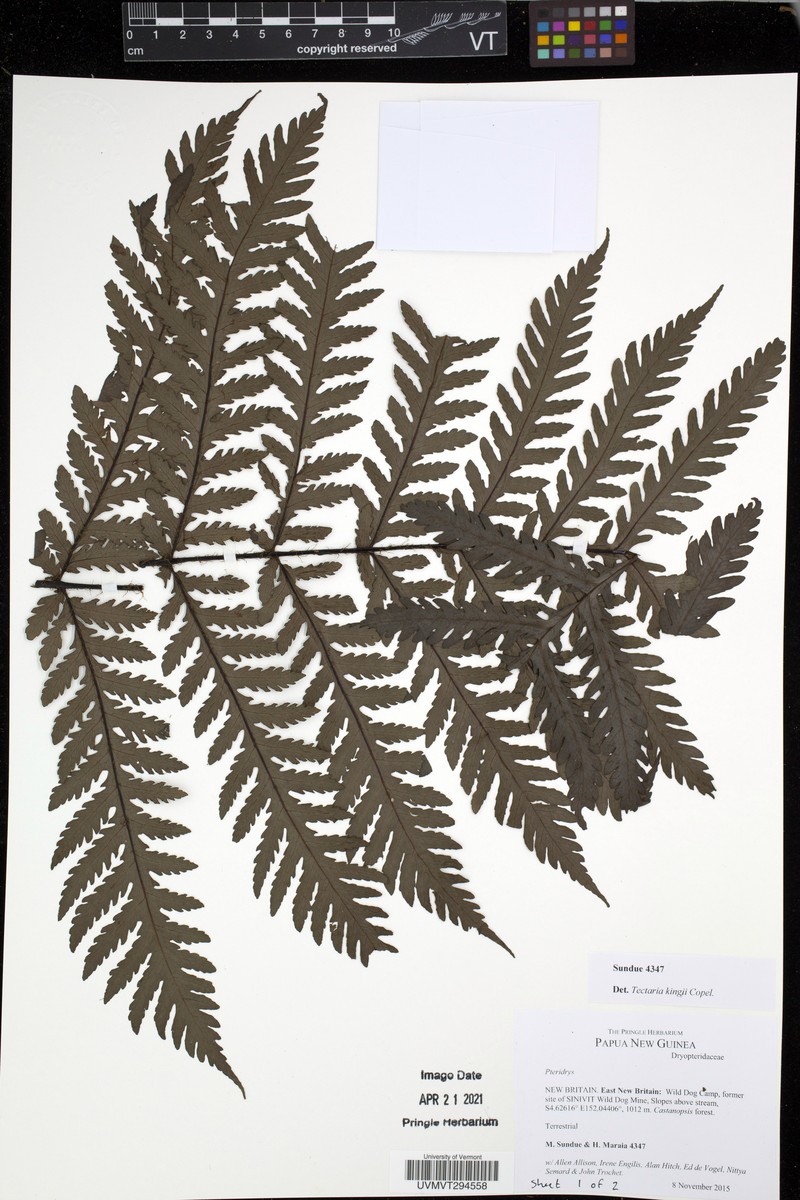 Tectaria kingii photo 2