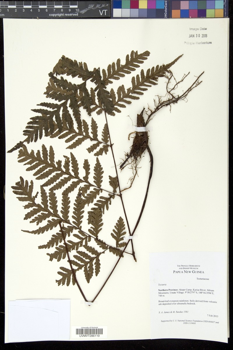 Tectaria kingii photo 3
