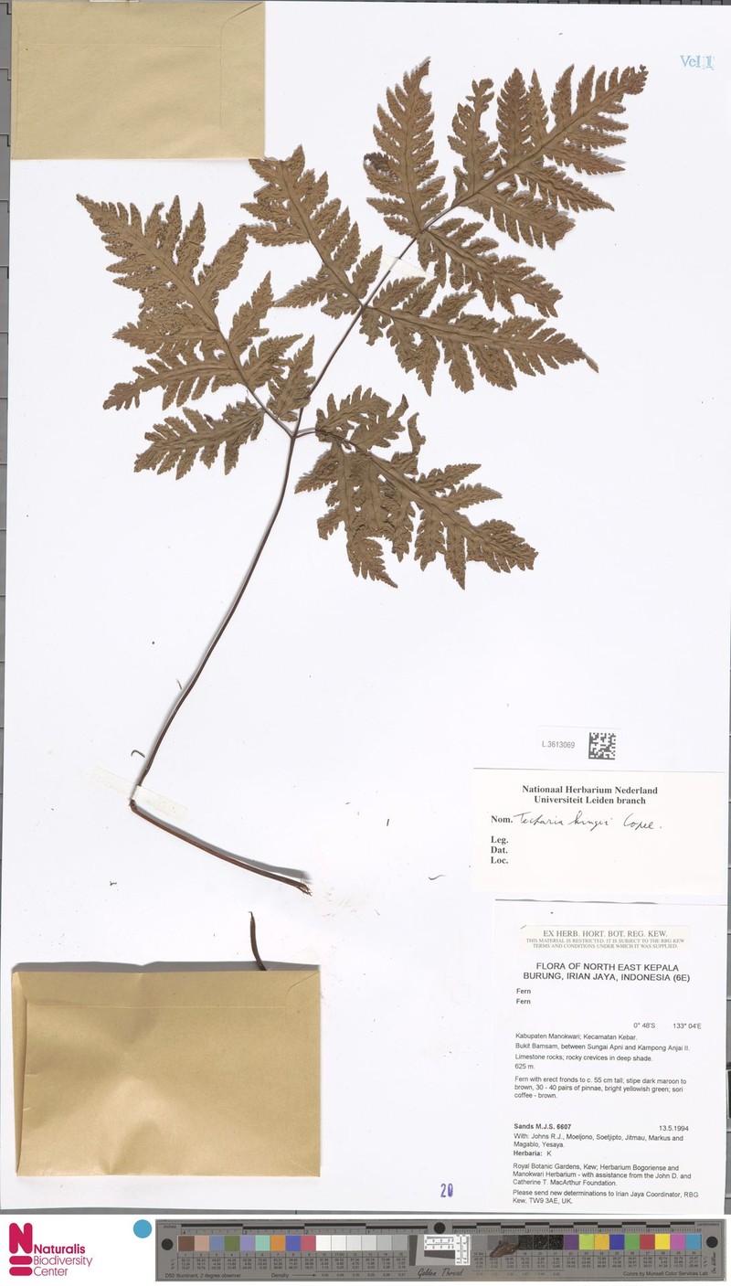 Tectaria kingii photo 4