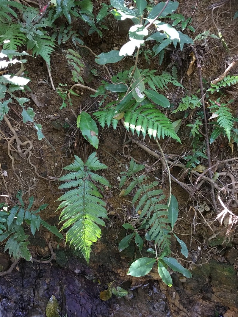 Tectaria kusukusensis