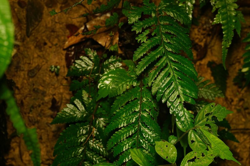 Tectaria kusukusensis photo 2
